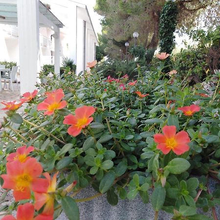 אפרטהוטל אלברובלו Raggio Di Sole מראה חיצוני תמונה